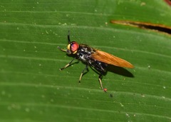 Cyphomyia flavipennis
