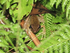 Meristogenys dyscritus