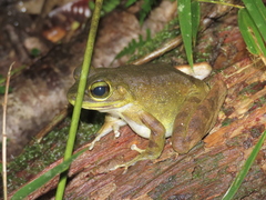 Meristogenys kinabaluensis