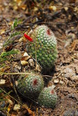 Mammillaria beneckei