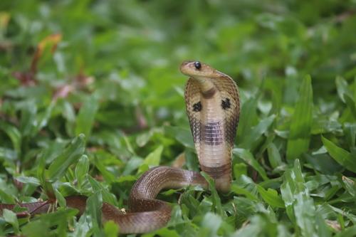 Indian Cobra photographed in Sri Lanka