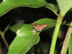 Meristogenys dyscritus