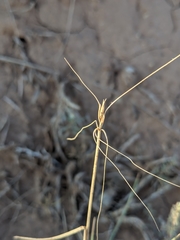 Hesperostipa comata