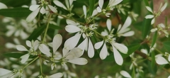 Euphorbia leucocephala