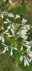 Euphorbia leucocephala