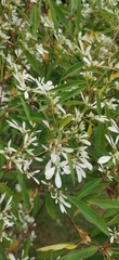 Euphorbia leucocephala