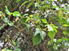 Rhoicissus rhomboidea