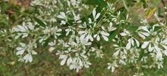 Euphorbia leucocephala