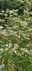 Euphorbia leucocephala