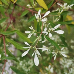 Euphorbia leucocephala