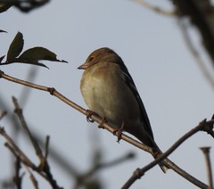 Fringilla coelebs