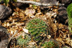 Mammillaria beneckei