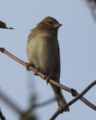 Fringilla coelebs
