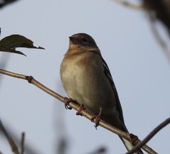 Fringilla coelebs