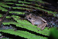 Limnonectes microdiscus