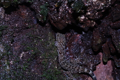 Cyrtodactylus marmoratus