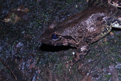 Limnonectes macrodon