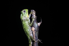 Gonocephalus kuhlii