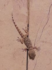Tarentola mauritanica