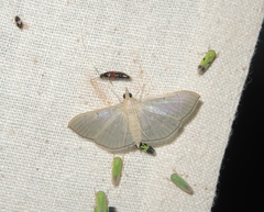 Poliobotys ablactalis