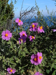 Cistus creticus eriocephalus
