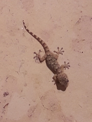 Tarentola mauritanica
