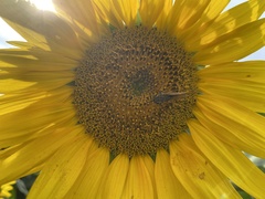 Atalopedes campestris
