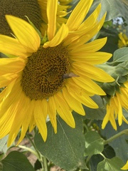 Atalopedes campestris