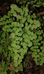 Adiantum tricholepis