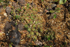Mammillaria beneckei