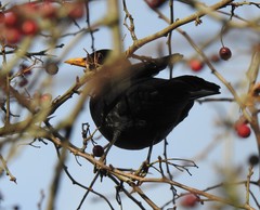 Turdus merula