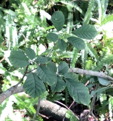 Magnoliopsida