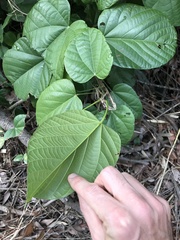 Byttneria grandifolia