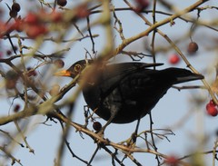 Turdus merula