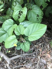 Byttneria grandifolia
