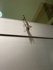 Mantodea