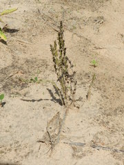 Striga gesnerioides