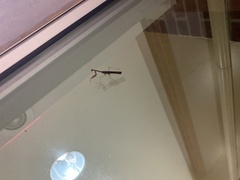 Mantodea