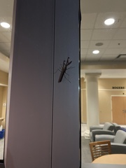 Mantodea