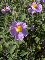 Cistus creticus eriocephalus