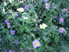 Cistus creticus eriocephalus
