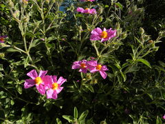 Cistus creticus eriocephalus