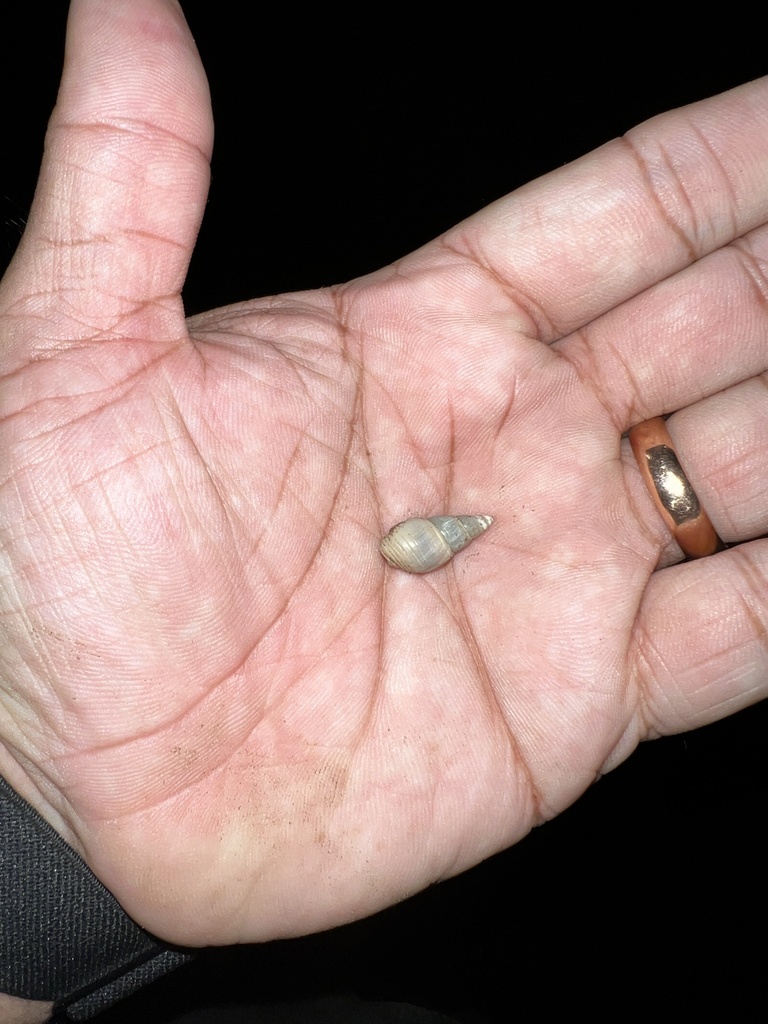 Bullia indusica