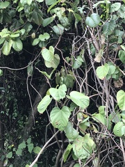 Byttneria grandifolia