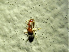 Acanthinus argentinus