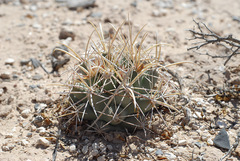 Coryphantha robustispina uncinata