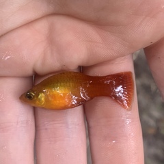 Xiphophorus variatus