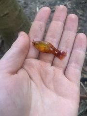 Xiphophorus variatus