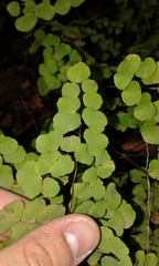 Adiantum tricholepis