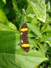 Adelpha leucophthalma